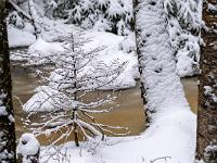 Neuschnee auf kleinem Bäumchen und Baumstamm in gefrorenem Moortümpel